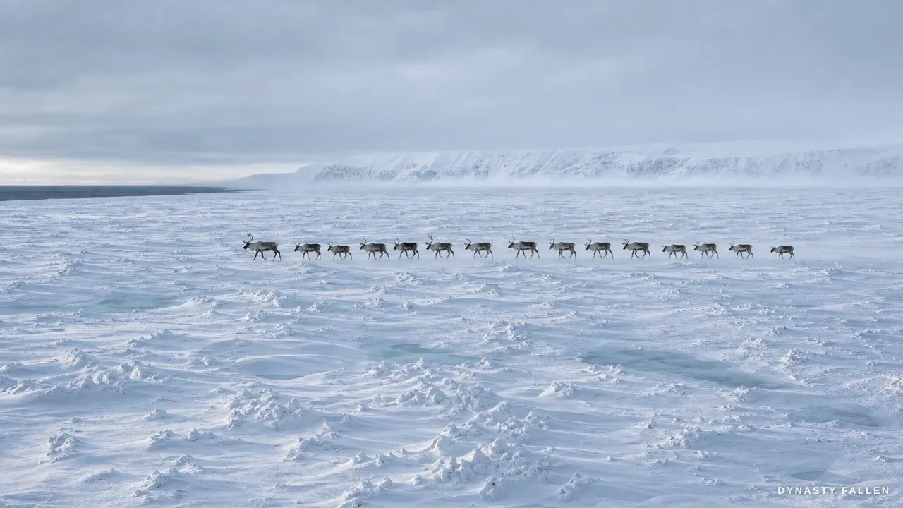 On the Greenland Ice Plain at midday a herd of twelve to fif.