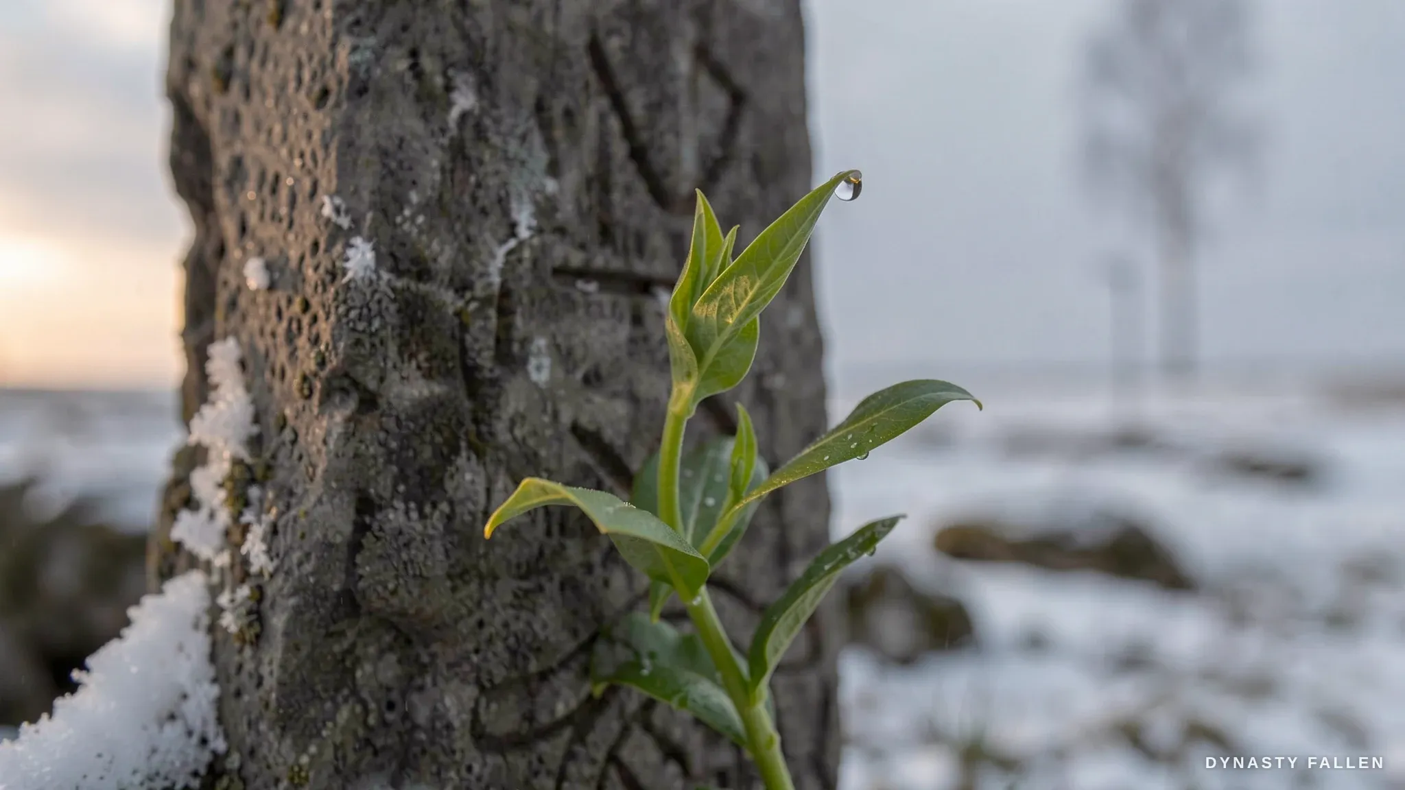 A close‑up of a single green shoot emerges from the melting.